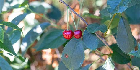 Prunus cerasus - description and flowering period, general distribution, seasonal development