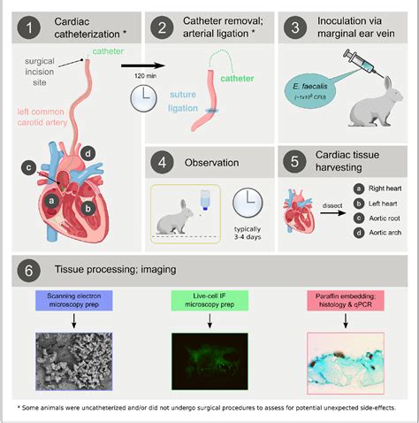 Pdf Enterococcus Faecalis Colonizes And Forms Persistent Biofilm