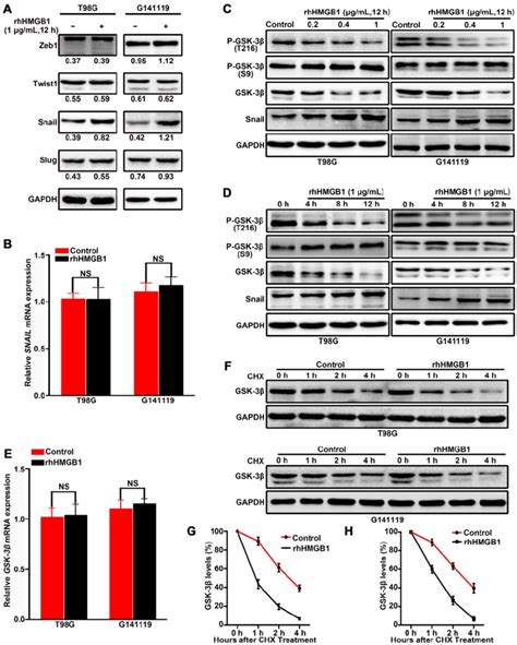 Hmgb Activates Gsk Snail Signaling To Induce Emt In Gbm Cells Via