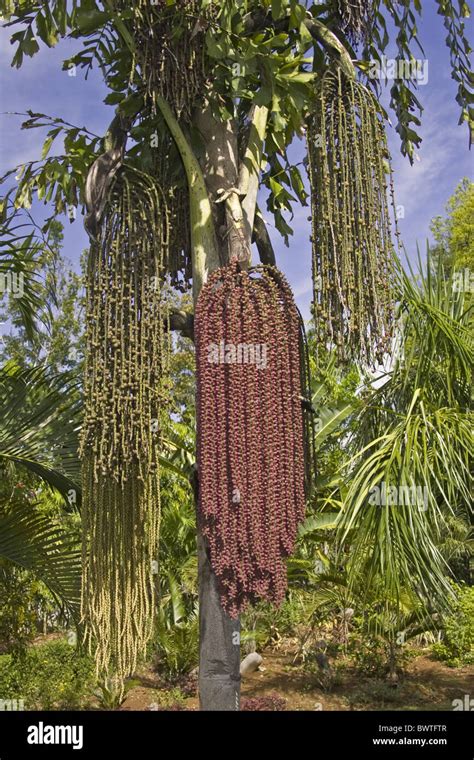 Fishtail Palm Tree