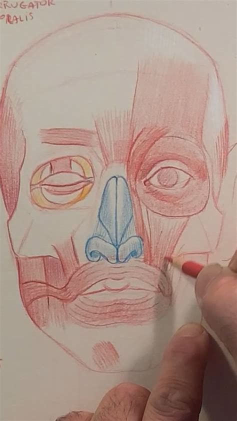 Anatomy Sketch: Drawing the Head : r/Anatomy