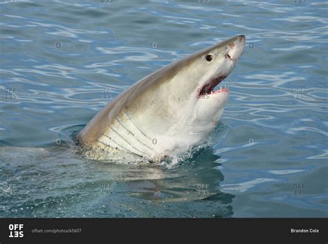 Great White Shark From Above