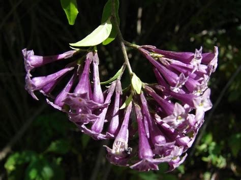 Cestrum X Cultum Purple Cestrum Plant Seed Home Garden Plants Purple