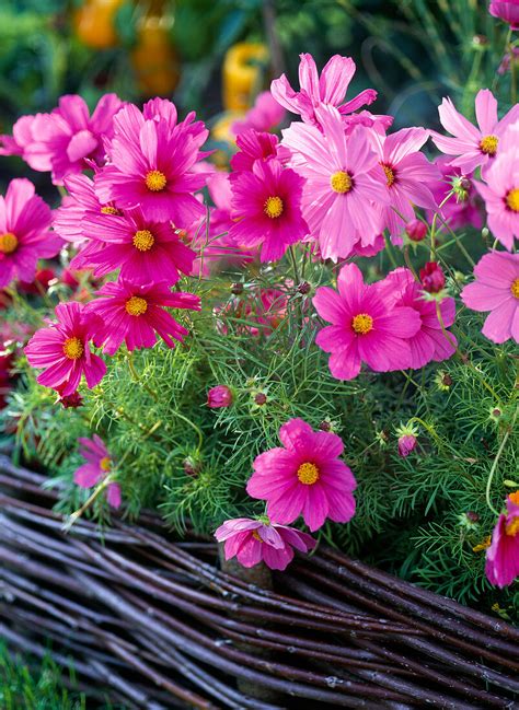 Cosmos Bipinnatus Sonata Pink Bild Kaufen