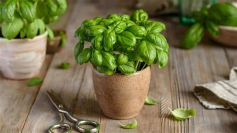 How to Preserve Basil? Tips for Drying, Freezing and DIY Pesto Recipe