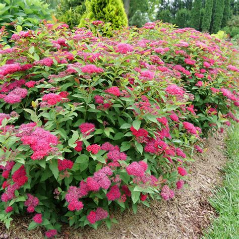 Double Play Doozie® Spiraea Garden Crossings