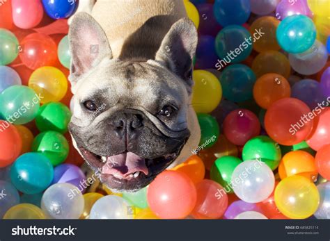 3,429 Ball pit dog Images, Stock Photos & Vectors | Shutterstock