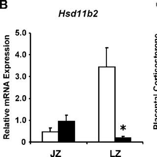 Relative Levels Of Hsd B Mrna And Hsd B Protein In The Junctional