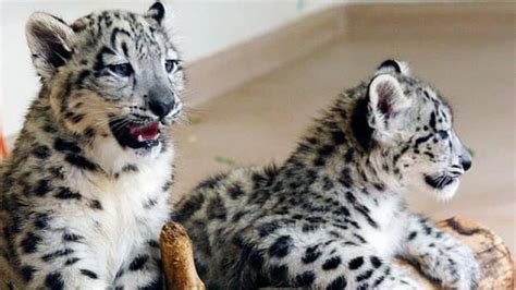 Pair of snow leopard cubs born at Winnipeg zoo | CBC News