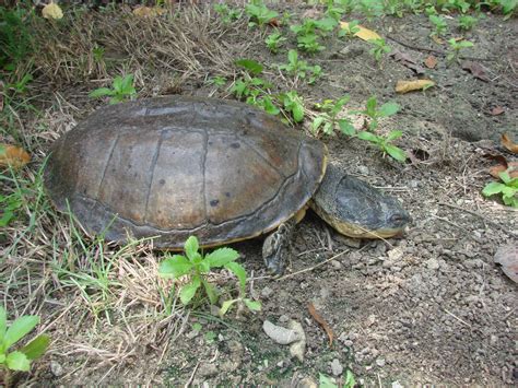 Descubre Qu Comen Las Tortugas De R O Una Gu A Completa