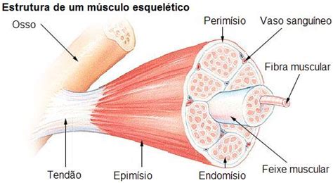 File Estrutura De Um M Sculo Esquel Tico Wikimedia Commons