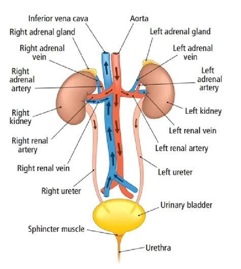 [solved] Find A Diagram Of The Renal System Label 10 Components And