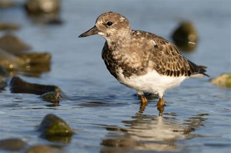 Premium Photo Portrait Of Turnstone Arenaria Interpres In Its Environment