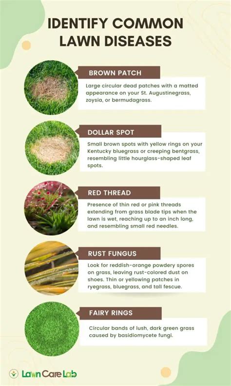 How To Identify And Treat Common Lawn Diseases Lawn Care Lab