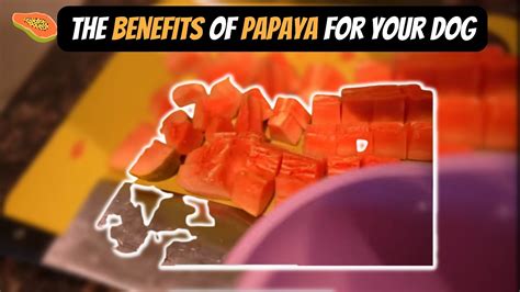 Is Papaya Good For Your Dog Youtube