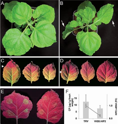 Silencing Of Hip In Nicotiana Benthamiana And Influence On Potato