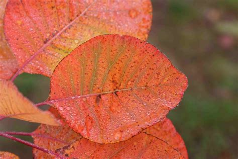 Cotinus obovatus - Blue Heron Nursery