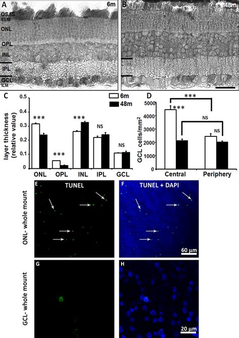 Light And Confocal Fluorescence Micrographs Illustrating The Morphology