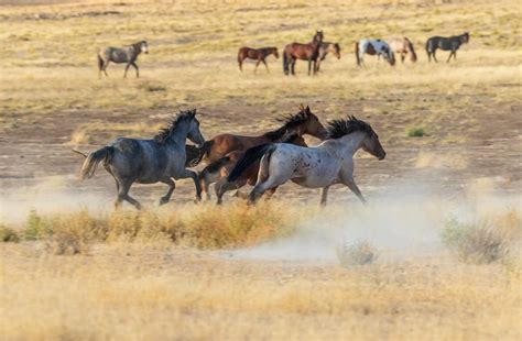 How Fast Can a Mustang Horse Run: In-Depth Speed Analysis ...