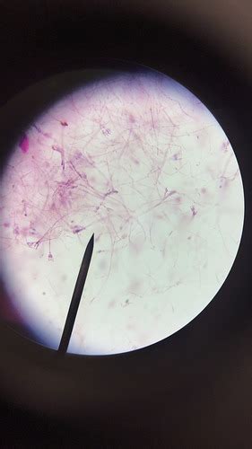 Microbiology Lab Practical 2 Flashcards Quizlet