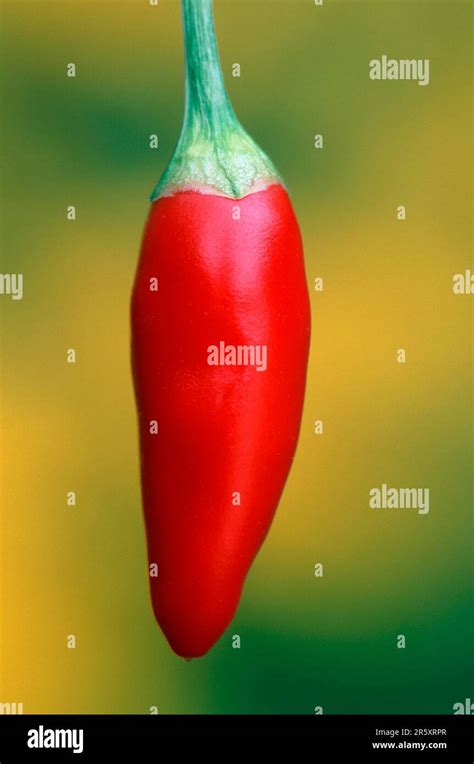 Capsicum Annuum Plant Hi Res Stock Photography And Images Alamy