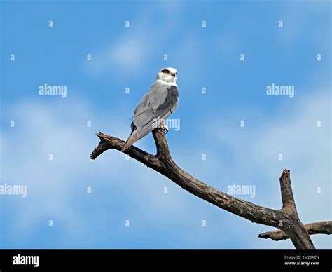 Watchful Keen Eyed Black Shouldered Kite Elanus Caeruleus Perched In