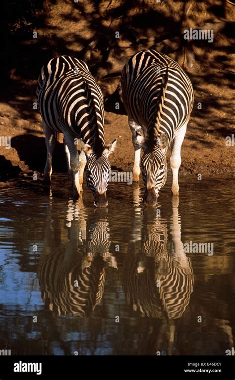 Two Common Zebras Equus Quagga At Waterhole Drinking Mkhuze Park