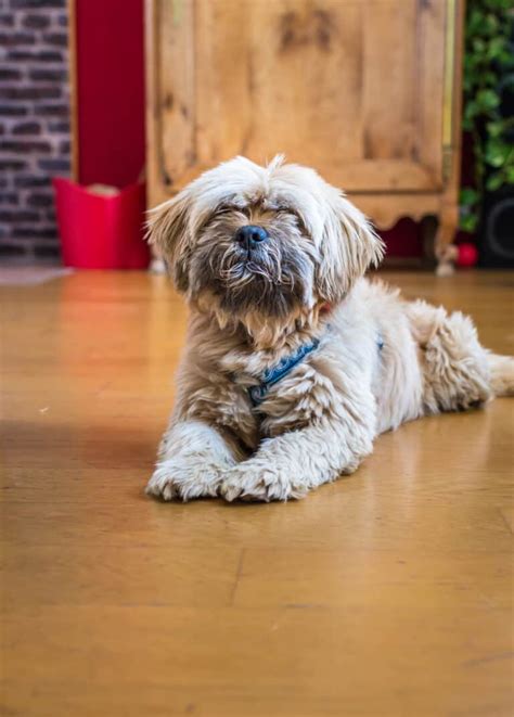 Debunking the Myth: Are Havanese Hypoallergenic? - Canine Pals