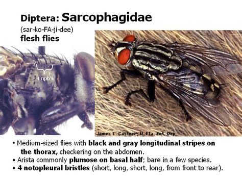 Diptera: flies