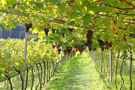 Reife Rote Weinreben In Italien Stockbild Bild Von Tour Nave 38810357