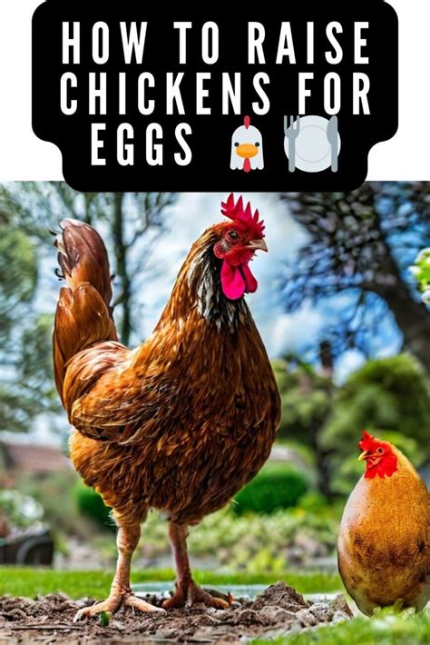 Laying The Foundation A Beginners Handbook To Egg Raising Chickens