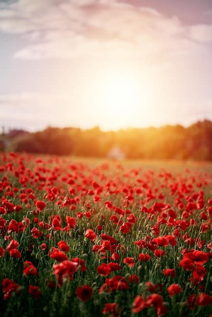 Premium Photo | Red poppy field in europe during summer sunset