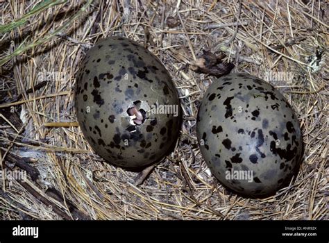 Audouin S Gull Nest With Eggs One Of Which Is Just Starting To Crack