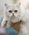 List of cat breeds - Simple English Wikipedia, the free encyclopedia