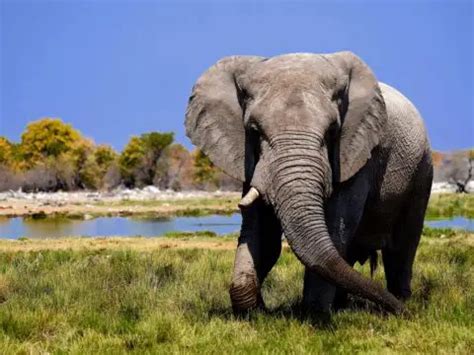 Adaptations Of An Elephant - Behavioral, Structural & Physiological ...