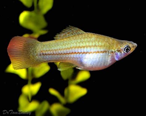 Premium Neon Swordtail Female Fish Beautiful Addition To Your