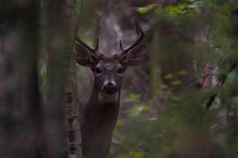 Pas Touche Aux Animaux Sauvages Parcs Blog