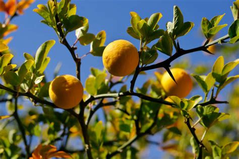 Seville Orange Trees Stock Photos, Pictures & Royalty-Free Images - iStock