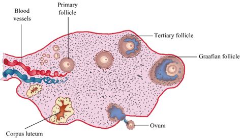 Ovary Labelled Diagram