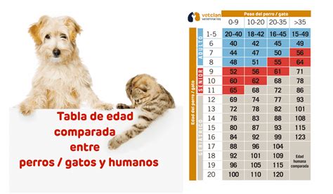 C Mo Se Calcula La Edad De Un Perro En A Os Humanos