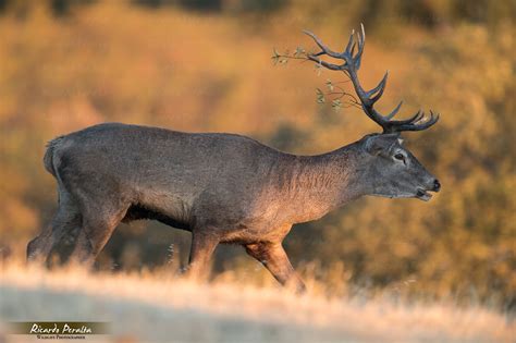 Ricardo Peralta Fotógrafo de Naturaleza Ciervo Rojo Cervus elaphus