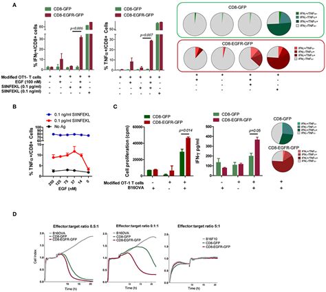 Frontiers Genetic Modification Of Cd T Cells To Express Egfr