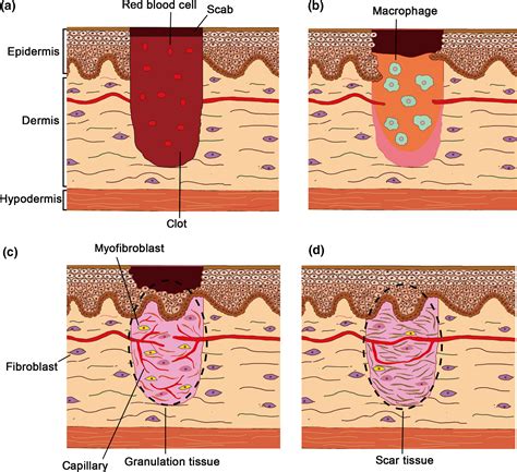 Skin Regeneration Of Amphibians A Novel Model For Skin Regeneration As