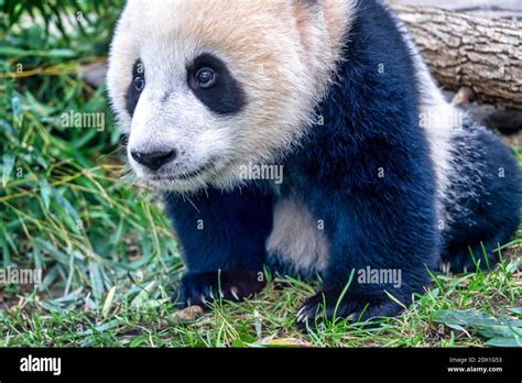 Adorable panda bear cub Stock Photo - Alamy