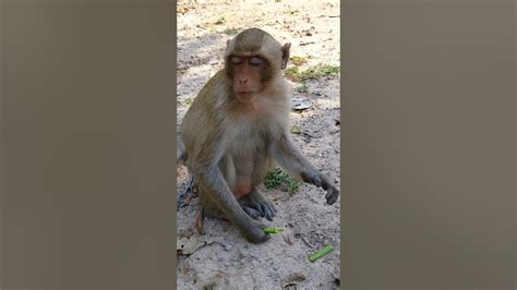 Mercy Can Win These Monkey Primate Macaque Animallover Wildlife