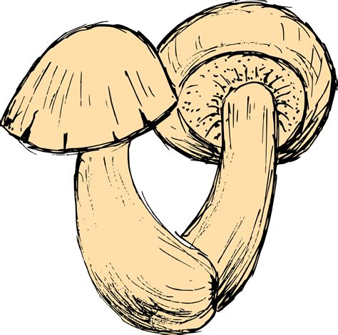 Mushroom Drawing Vector Eps Svg Png Transparent