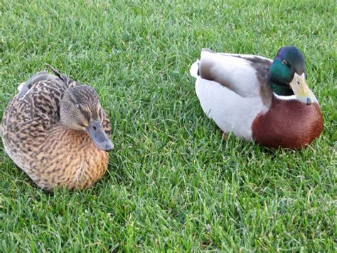 Pet Ducks That Stay Small At John Daniels Blog