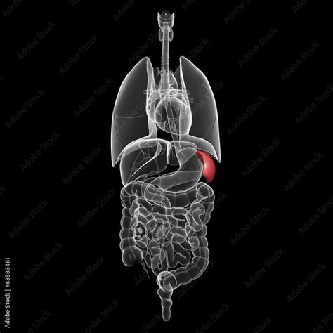 All Organs X Ray Of Human Body With Highlighted Spleen Stock