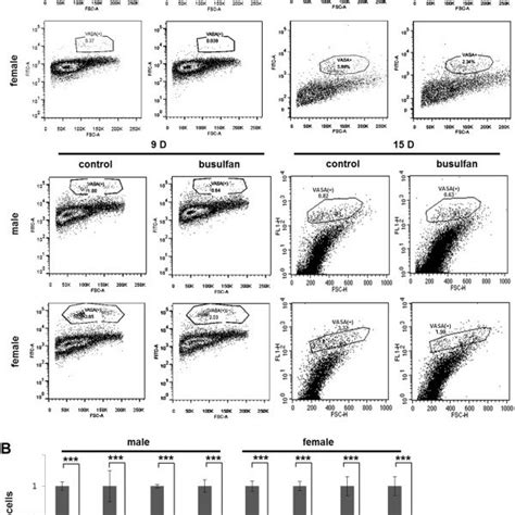 Proliferation of primordial germ cells (PGCs) in 9-day-old embryonic... | Download Scientific ...