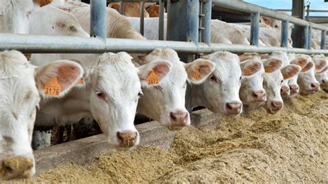 Fase Crisi Nera Per Gli Allevamenti Di Vitelli Pressing Coldiretti